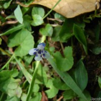 Lindernia rotundifolia (L.) Alston